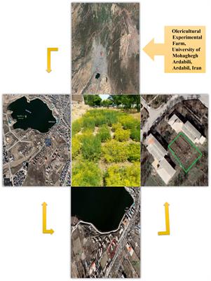 Drying temperatures affect the qualitative–quantitative variation of aromatic profiling in Anethum graveolens L. <mark class="highlighted">ecotype</mark>s as an industrial–medicinal–vegetable plant